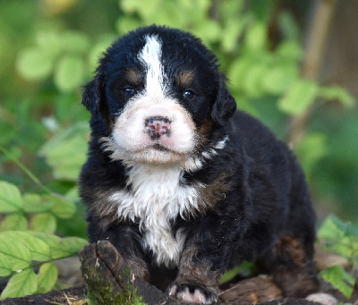 Les chiots de Bouvier Bernois