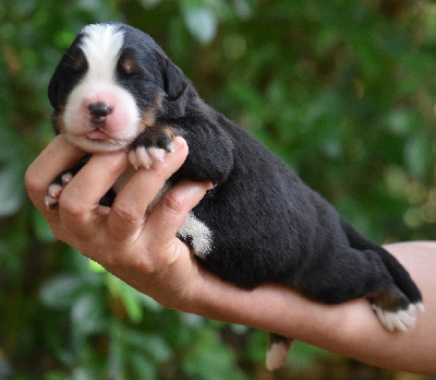 Les chiots de Bouvier Bernois