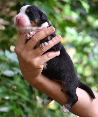 Les chiots de Bouvier Bernois