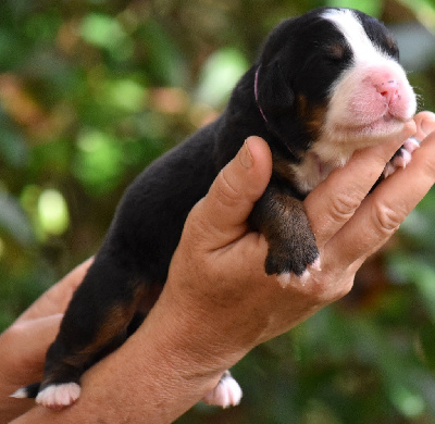 Les chiots de Bouvier Bernois