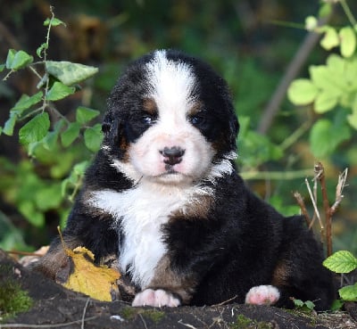 Les chiots de Bouvier Bernois