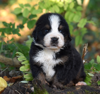 Les chiots de Bouvier Bernois