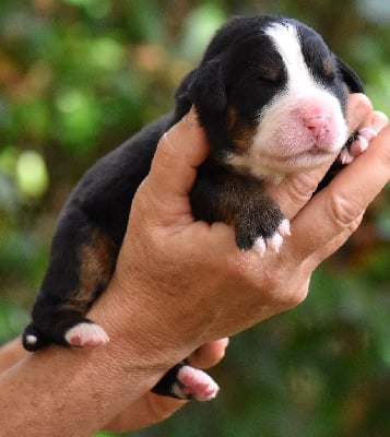 Les chiots de Bouvier Bernois