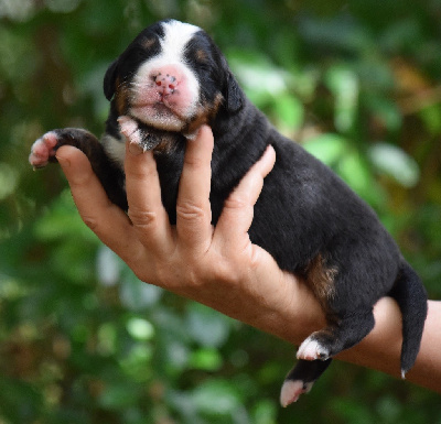 Les chiots de Bouvier Bernois