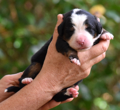 Les chiots de Bouvier Bernois