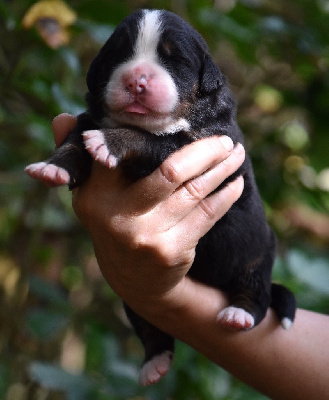 Les chiots de Bouvier Bernois