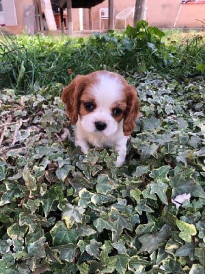 Les chiots de Cavalier King Charles Spaniel