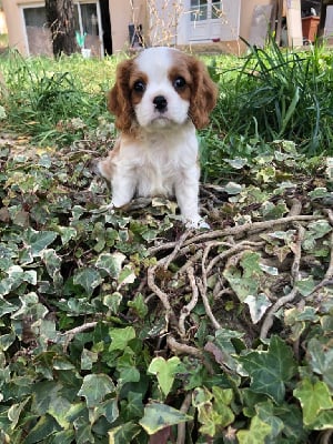 Les chiots de Cavalier King Charles Spaniel