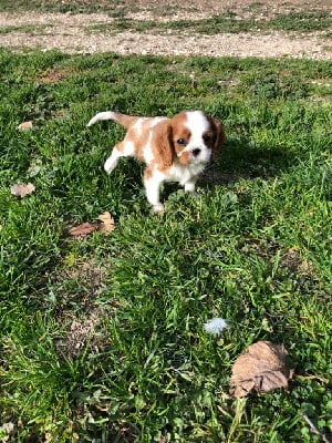 Les chiots de Cavalier King Charles Spaniel