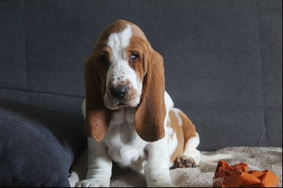 Les chiots de Basset Hound