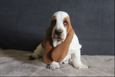 Les chiots de Basset Hound