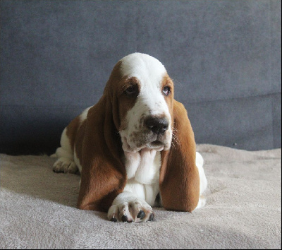 Les chiots de Basset Hound