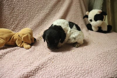 Les chiots de Epagneul Breton