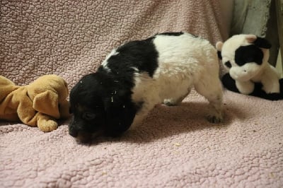 Les chiots de Epagneul Breton