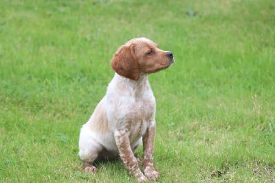 Les chiots de Epagneul Breton