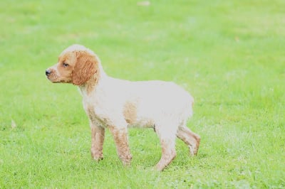 Les chiots de Epagneul Breton