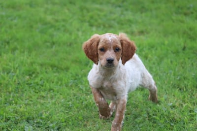 Les chiots de Epagneul Breton