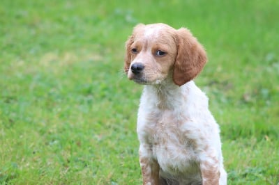 Les chiots de Epagneul Breton