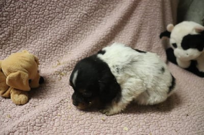 Les chiots de Epagneul Breton