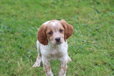 Les chiots de Epagneul Breton