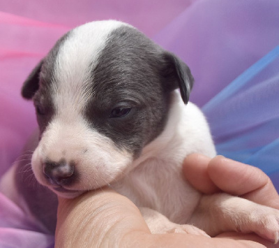 Les chiots de Whippet