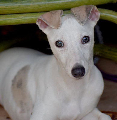 Les chiots de Whippet