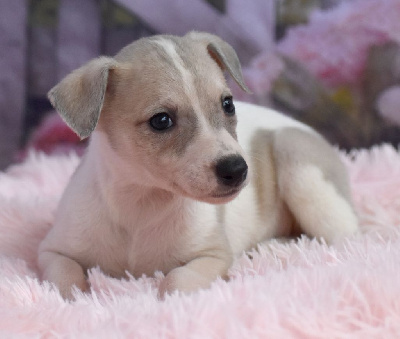 Les chiots de Whippet