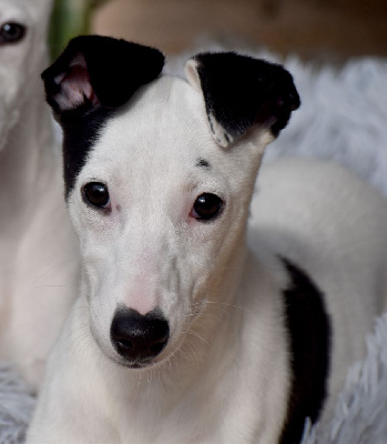 Les chiots de Whippet