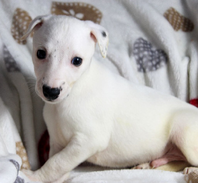 Les chiots de Whippet