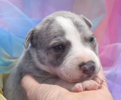 Les chiots de Whippet