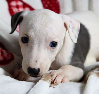 Les chiots de Whippet