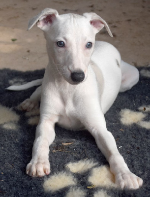 Les chiots de Whippet