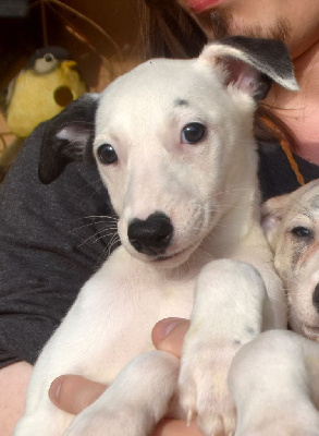 Les chiots de Whippet