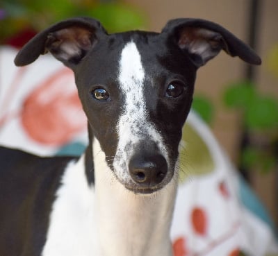 Les chiots de Whippet