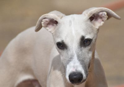 Les chiots de Whippet