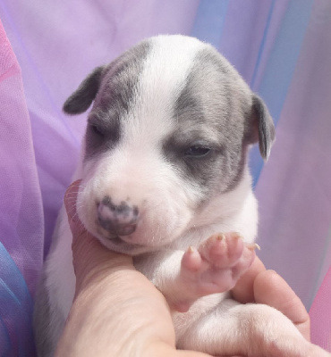 Les chiots de Whippet