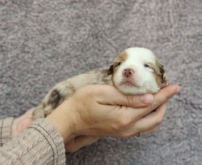 Les chiots de Berger Américain Miniature 