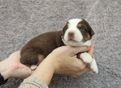 Les chiots de Berger Américain Miniature 