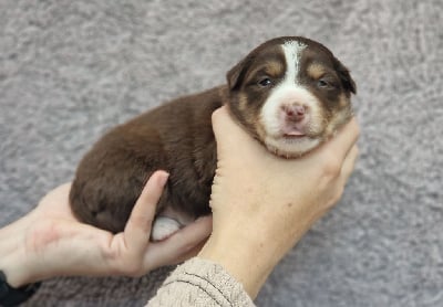 Les chiots de Berger Américain Miniature 