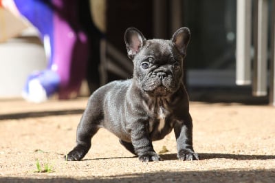 Les chiots de Bouledogue français