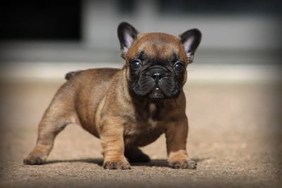 Les chiots de Bouledogue français