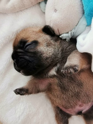 Les chiots de Bouledogue français