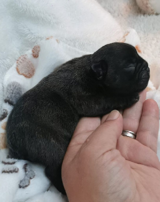 Les chiots de Bouledogue français