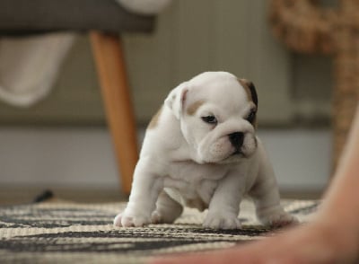 Les chiots de Bulldog Anglais