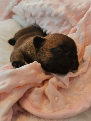 Les chiots de Bouledogue français