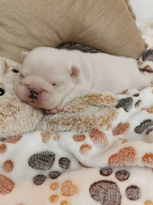 Les chiots de Bulldog Anglais