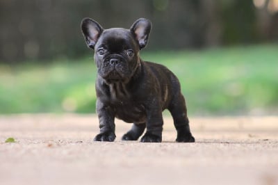 Les chiots de Bouledogue français