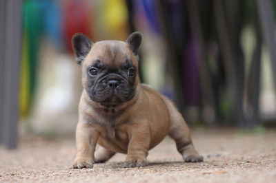 Les chiots de Bouledogue français