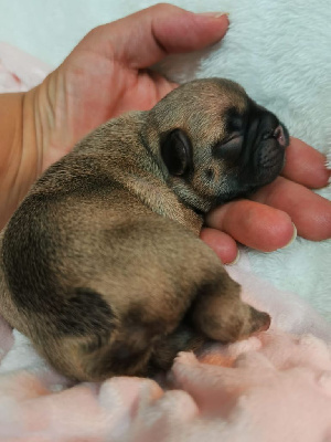 Les chiots de Bouledogue français