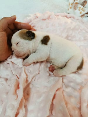 Les chiots de Bulldog Anglais